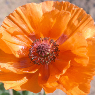 Plantes Vivaces PAPAVER orientale 'Harvest Moon' - Pavot en vente - Pavot d'Orient en vente - Pépinière Lepage .