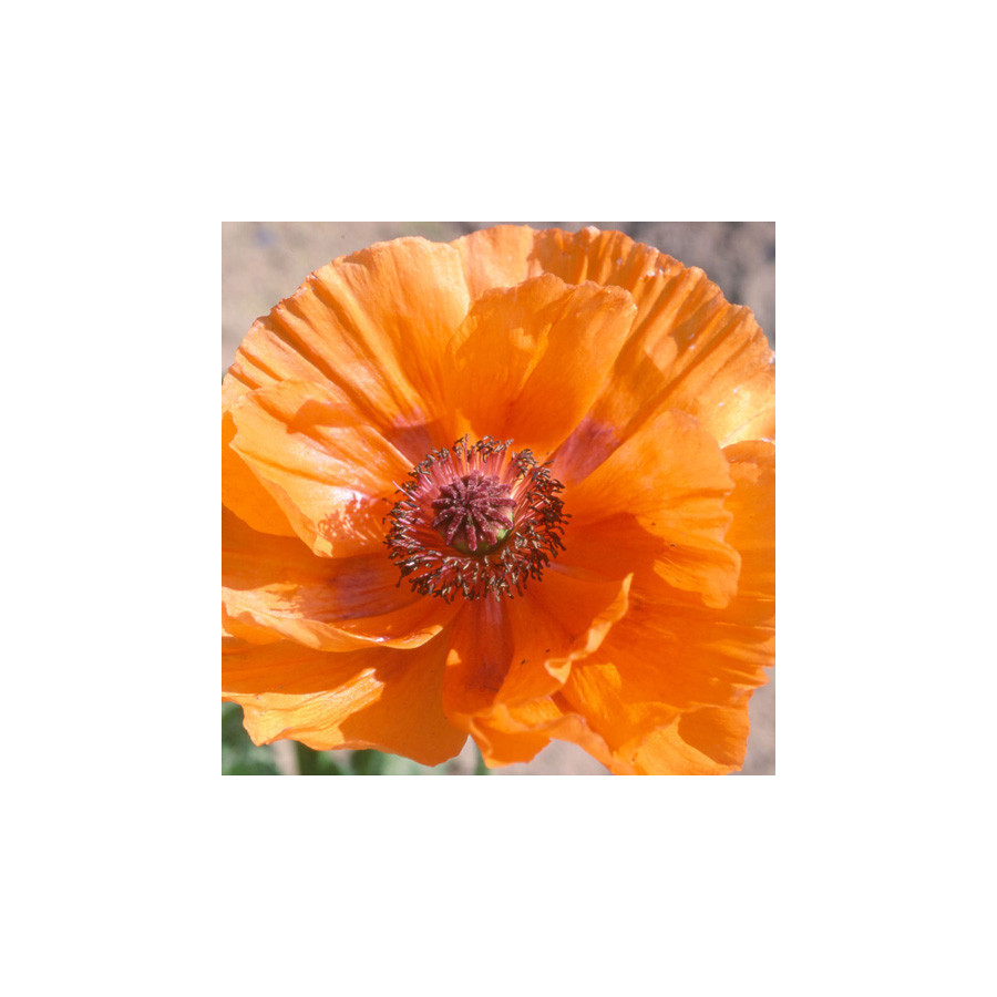 Plantes Vivaces PAPAVER orientale 'Harvest Moon' - Pavot en vente - Pavot d'Orient en vente - Pépinière Lepage .