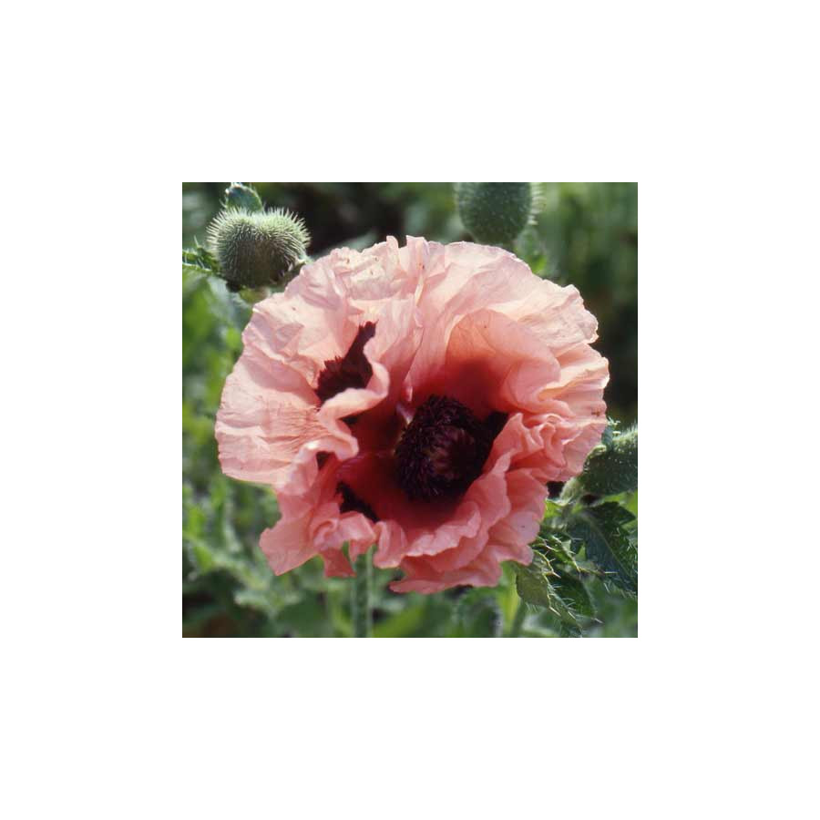 Plantes Vivaces PAPAVER orientale 'Mrs Perry' - Pavot en vente - Pavot d'Orient en vente - Pépinière Lepage .