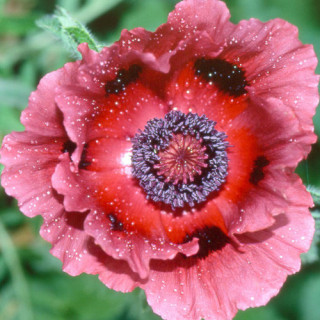 Plantes Vivaces PAPAVER orientale 'Patty's Plum' - Pavot en vente - Pavot d'Orient en vente - Pépinière Lepage .