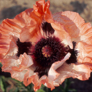 PAPAVER orientale 'Picotee'
