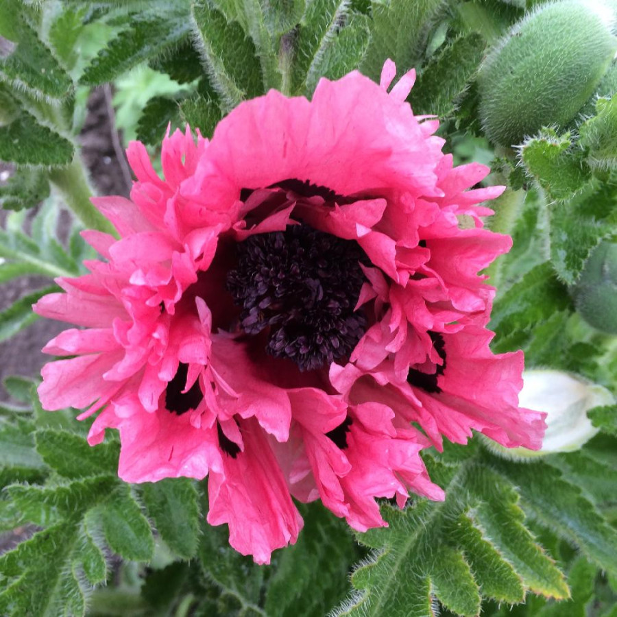 PAPAVER orientale 'Pink Perfection'