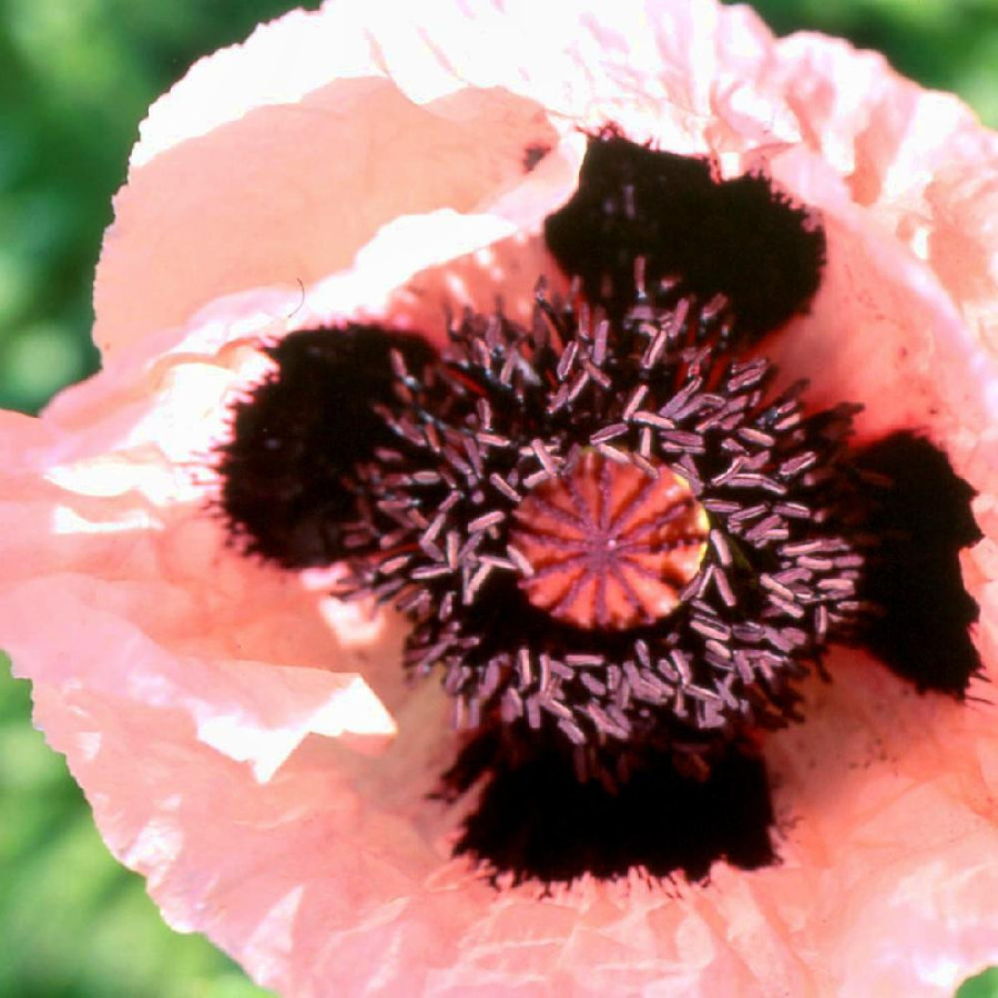 PAPAVER orientale 'Princess Victoria Louise'