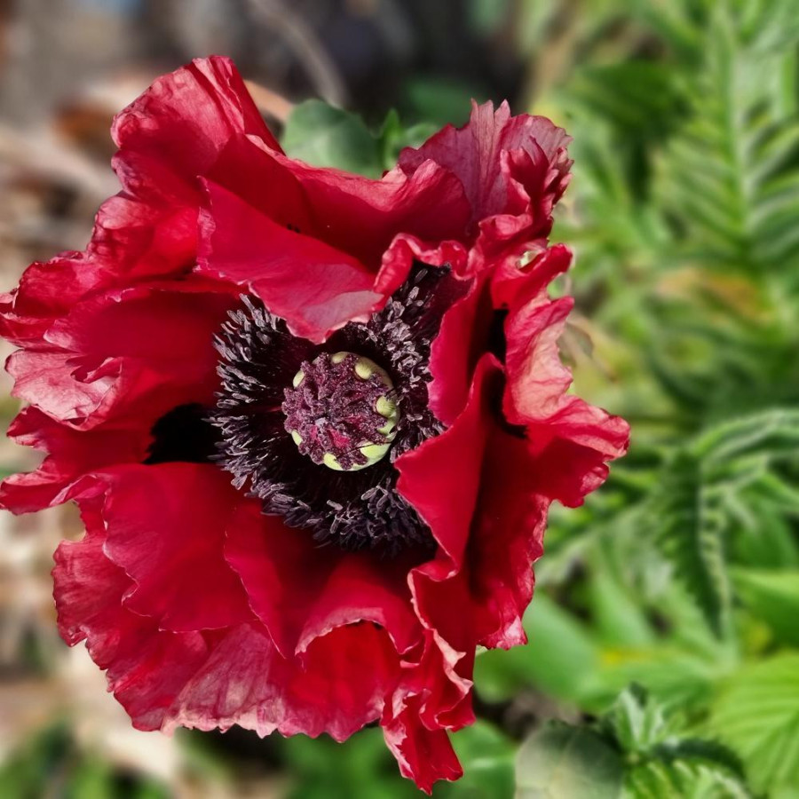 PAPAVER orientale 'Red Rumble' ®