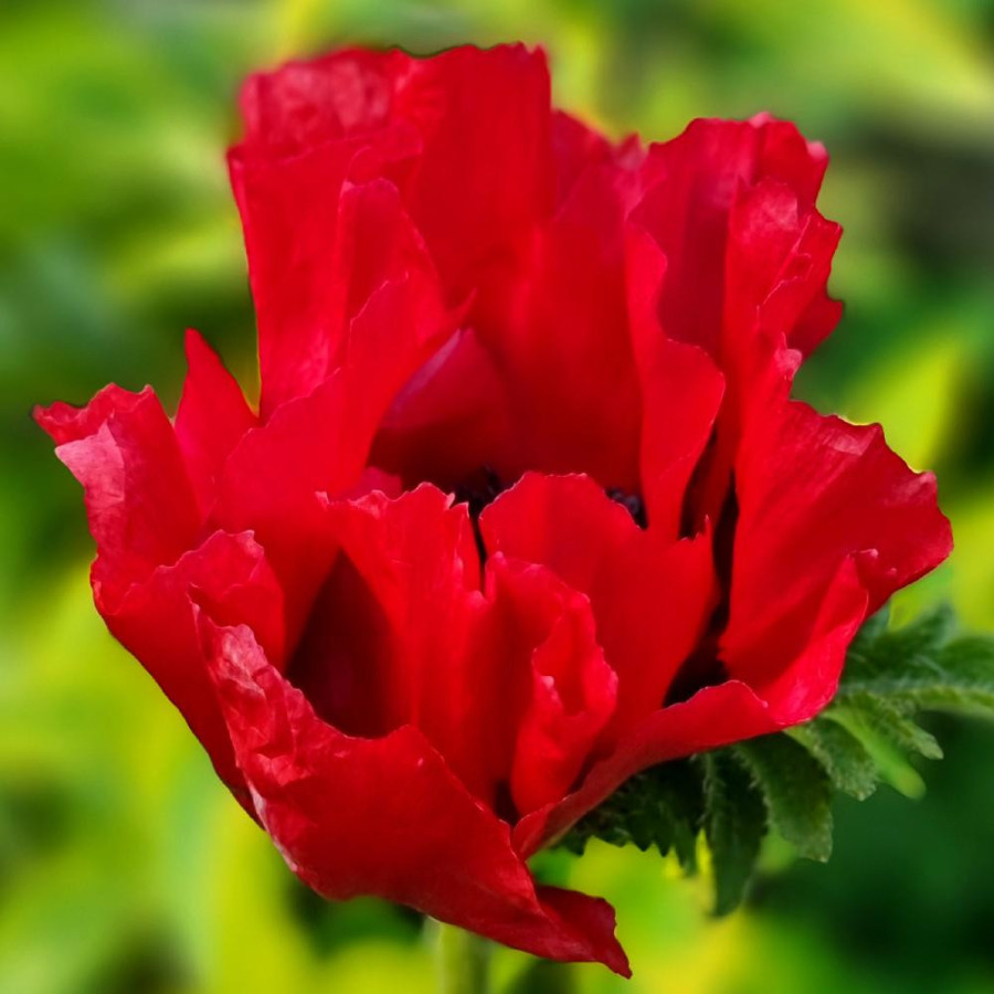 PAPAVER orientale 'Red Rumble' ®