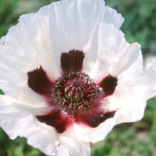 Plantes Vivaces PAPAVER orientale 'Royal Wedding' - Pavot en vente - Pavot d'Orient en vente - Pépinière Lepage .