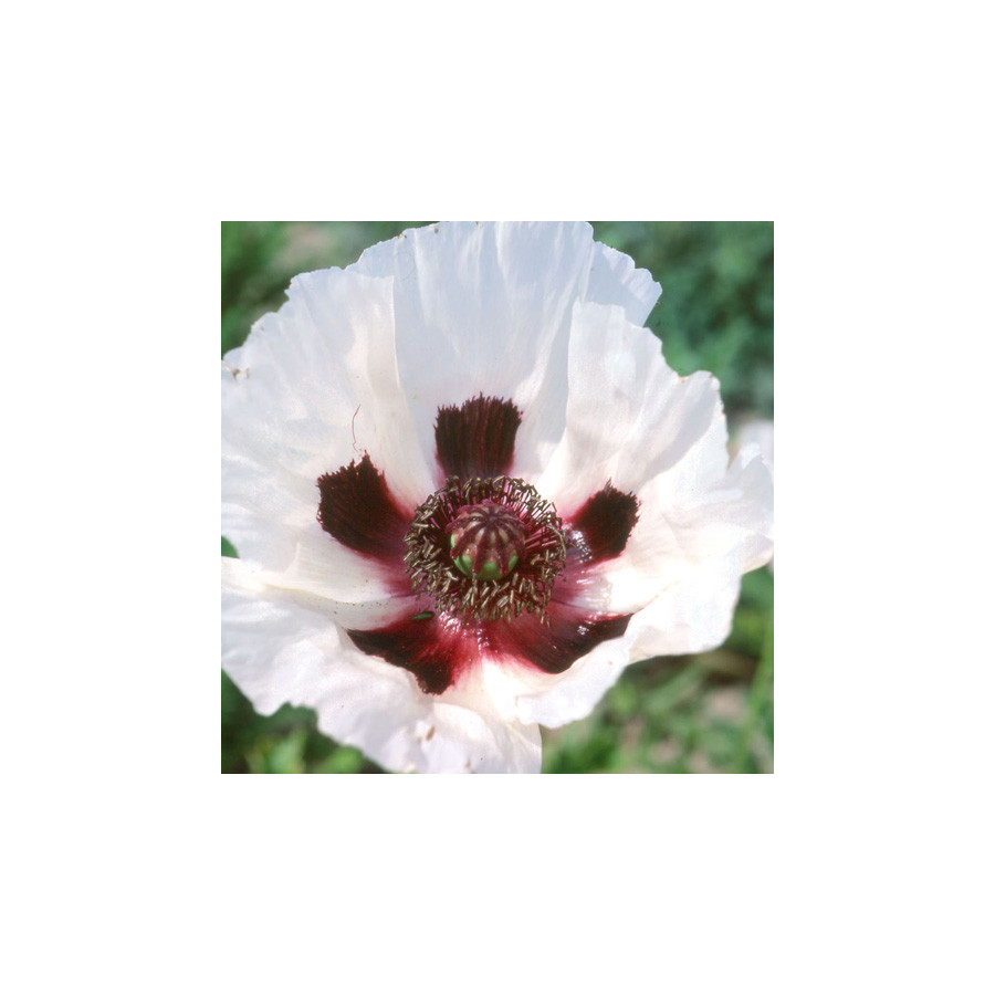 Plantes Vivaces PAPAVER orientale 'Royal Wedding' - Pavot en vente - Pavot d'Orient en vente - Pépinière Lepage .