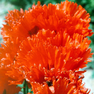 Plantes Vivaces PAPAVER orientale 'Türkenlouis' - Pavot en vente - Pavot d'Orient en vente - Pépinière Lepage .