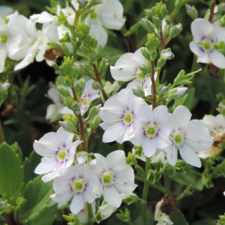 Plantes Vivaces PARAHEBE lyallii en vente - Pépinière Lepage .