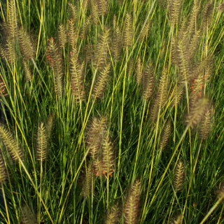 Plantes Vivaces PENNISETUM alopecuroides 'Gelbstiel' - Herbe aux écouvillons en vente - Pépinière Lepage .