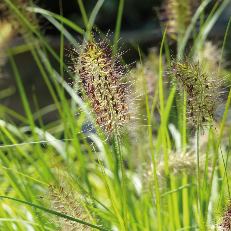 Plantes Vivaces PENNISETUM alopecuroides 'Hameln Gold' ® - Herbe aux écouvillons en vente - Pépinière Lepage .