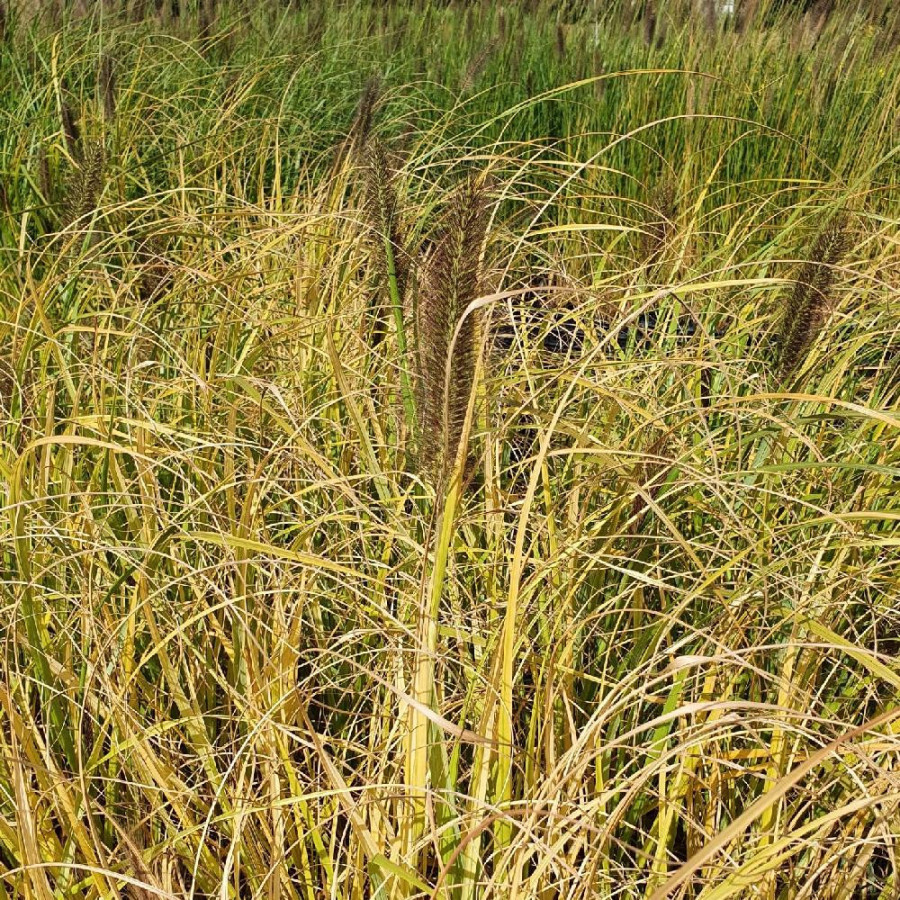 Plantes Vivaces PENNISETUM alopecuroides 'Lepage Gold' - Herbe aux écouvillons en vente - Pépinière Lepage .