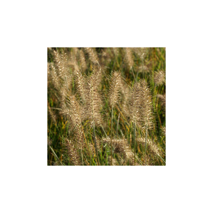 Plantes Vivaces PENNISETUM alopecuroides 'Little Bunny' - Herbe aux écouvillons en vente - Pépinière Lepage .