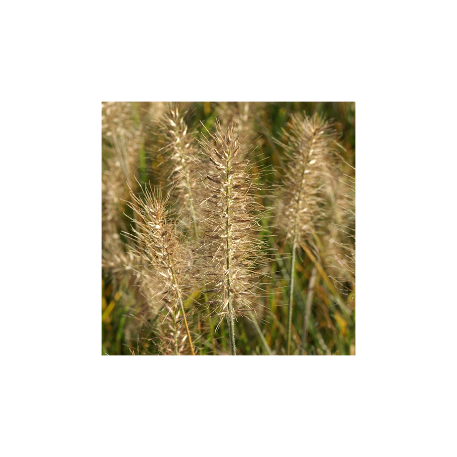 Plantes Vivaces PENNISETUM alopecuroides 'Little Bunny' - Herbe aux écouvillons en vente - Pépinière Lepage .