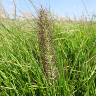 Plantes Vivaces PENNISETUM alopecuroides 'Moudry' - Herbe aux écouvillons en vente - Pépinière Lepage .