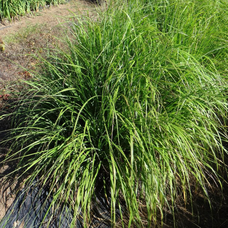 Plantes Vivaces PENNISETUM alopecuroides 'Moudry' - Herbe aux écouvillons en vente - Pépinière Lepage .
