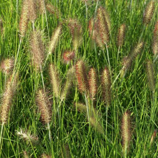 Plantes Vivaces PENNISETUM alopecuroides 'Red Head' - Herbe aux écouvillons en vente - Pépinière Lepage .