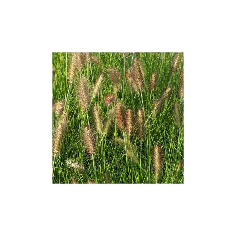 Plantes Vivaces PENNISETUM alopecuroides 'Red Head' - Herbe aux écouvillons en vente - Pépinière Lepage .