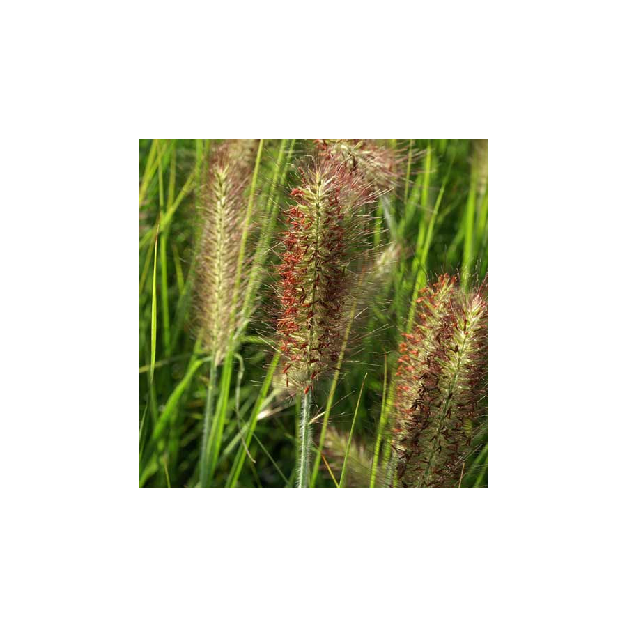 Plantes Vivaces PENNISETUM alopecuroides 'Red Head' - Herbe aux écouvillons en vente - Pépinière Lepage .