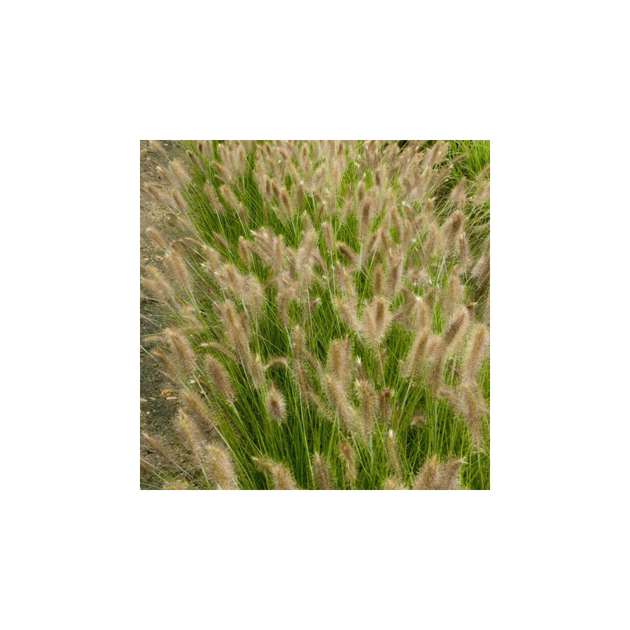 Plantes Vivaces PENNISETUM alopecuroides 'René Guy Cadou' - Herbe aux écouvillons en vente - Pépinière Lepage .