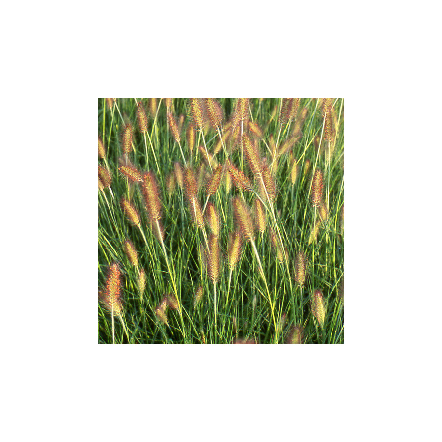 Plantes Vivaces PENNISETUM alopecuroides 'Weserbergland' - Herbe aux écouvillons en vente - Pépinière Lepage .