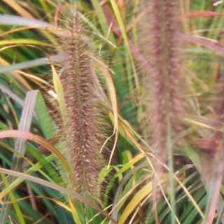 Plantes Vivaces PENNISETUM alopecuroides f. viridescens - Herbe aux écouvillons en vente - Pépinière Lepage .