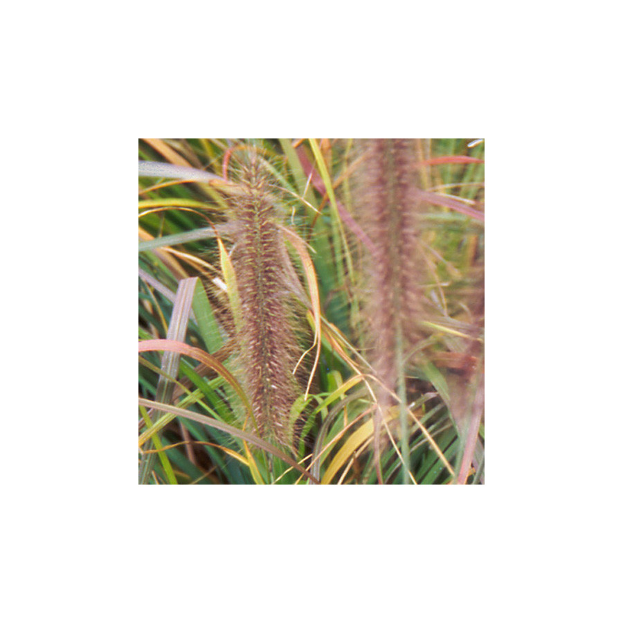 Plantes Vivaces PENNISETUM alopecuroides f. viridescens - Herbe aux écouvillons en vente - Pépinière Lepage .