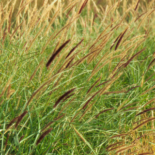 Plantes Vivaces PENNISETUM incomptum - Herbe aux écouvillons en vente - Pépinière Lepage .