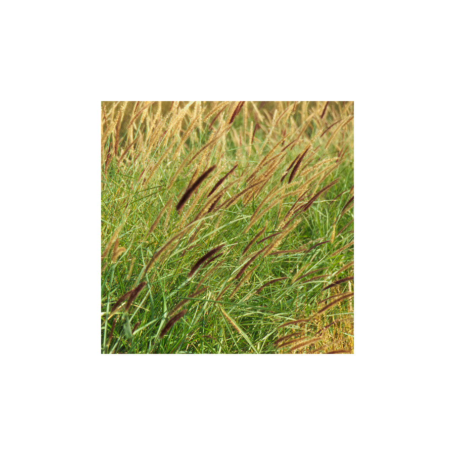 Plantes Vivaces PENNISETUM incomptum - Herbe aux écouvillons en vente - Pépinière Lepage .
