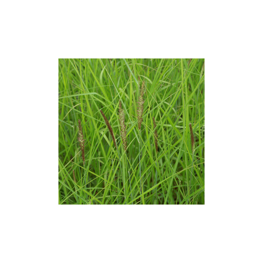 Plantes Vivaces PENNISETUM incomptum - Herbe aux écouvillons en vente - Pépinière Lepage .