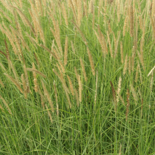 Plantes Vivaces PENNISETUM incomptum - Herbe aux écouvillons en vente - Pépinière Lepage .