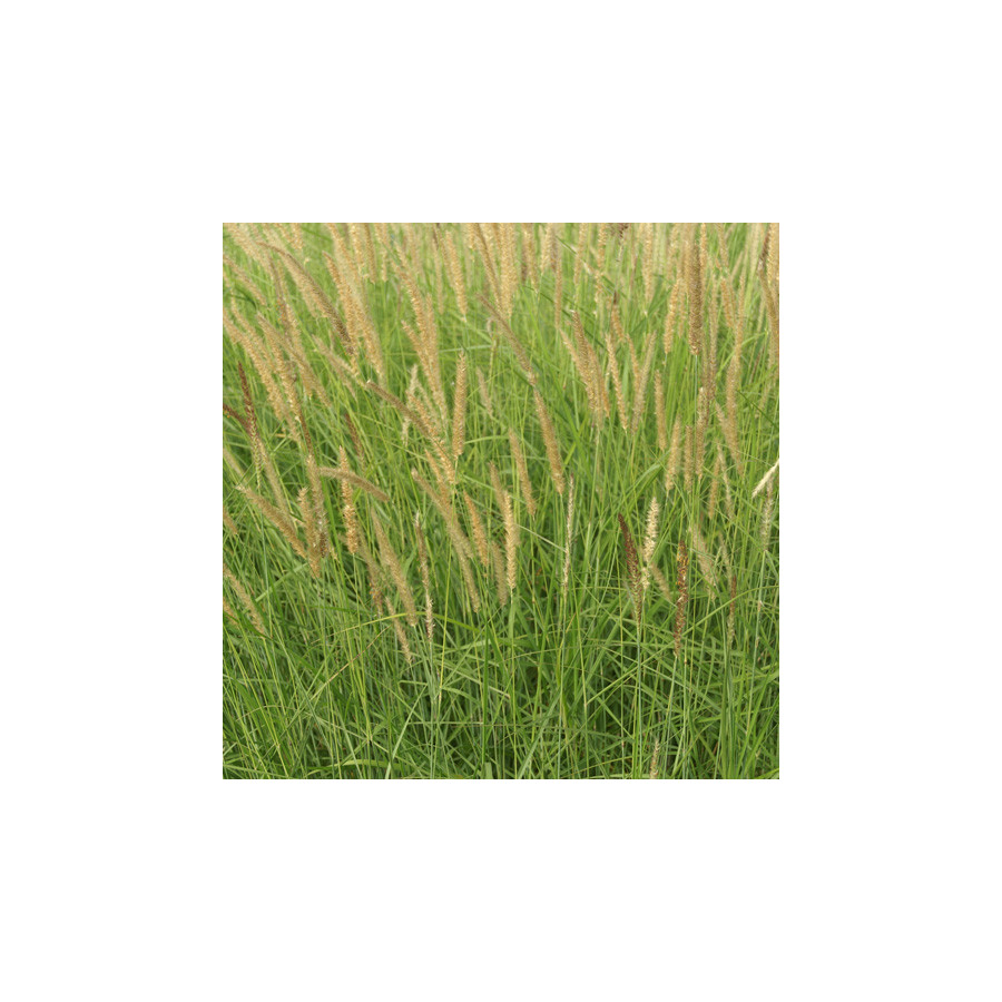Plantes Vivaces PENNISETUM incomptum - Herbe aux écouvillons en vente - Pépinière Lepage .