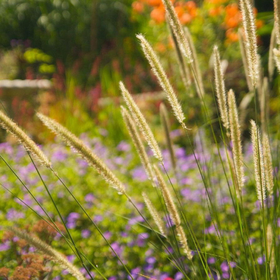 Plantes Vivaces PENNISETUM macrourum - Herbe aux écouvillons en vente - Pépinière Lepage .
