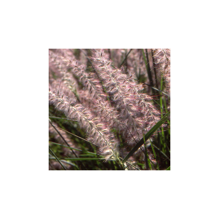 Plantes Vivaces PENNISETUM orientale - Herbe aux écouvillons en vente - Pépinière Lepage .