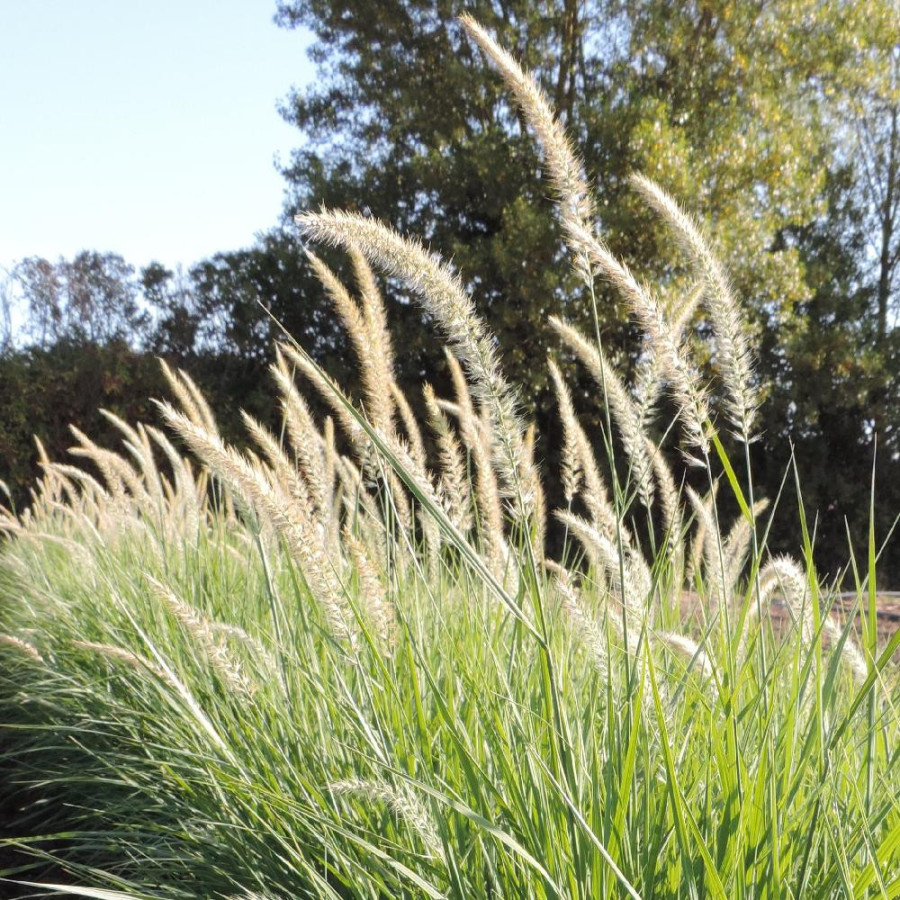 Plantes Vivaces PENNISETUM orientale 'Fairy Tails' - Herbe aux écouvillons en vente - Pépinière Lepage .