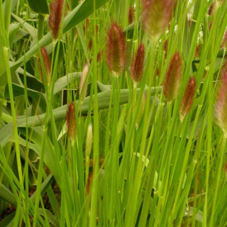 Plantes Vivaces PENNISETUM thunbergii 'Red Buttons' (massaicum) - Herbe aux écouvillons en vente - Pépinière Lepage .