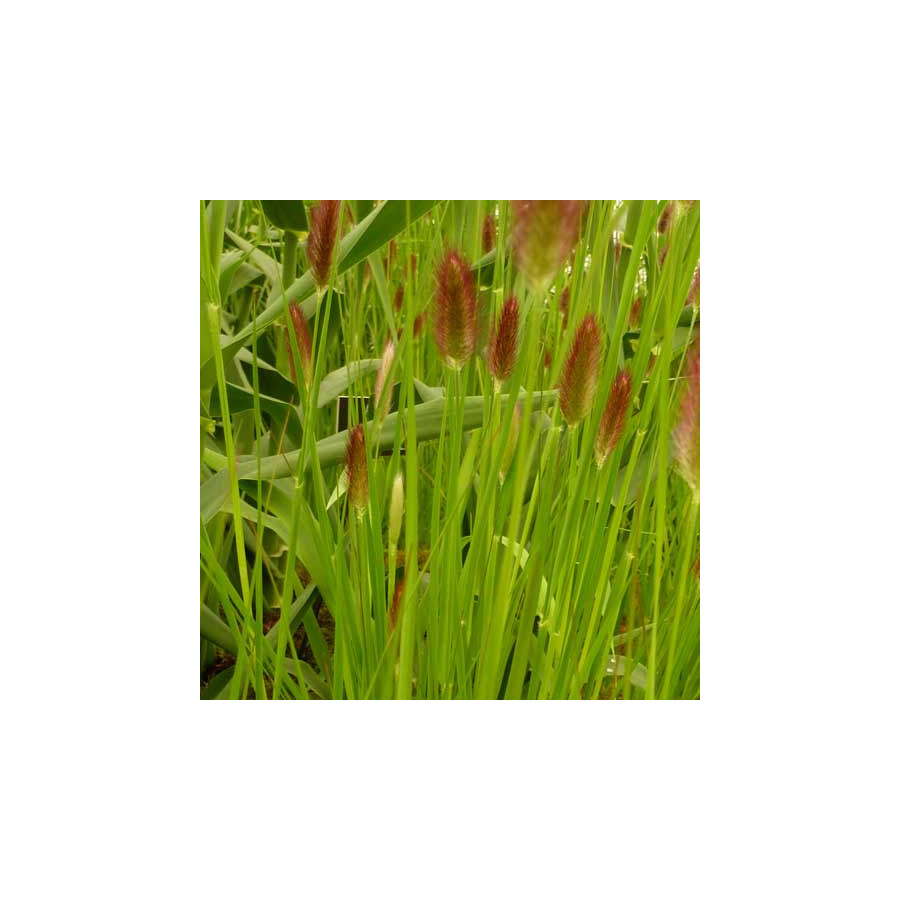 Plantes Vivaces PENNISETUM thunbergii 'Red Buttons' (massaicum) - Herbe aux écouvillons en vente - Pépinière Lepage .