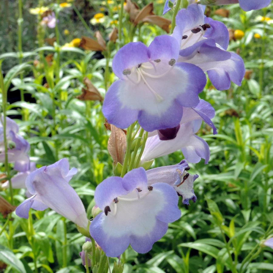 Plantes Vivaces PENSTEMON 'Alice Hindley' - Galane en vente - Pépinière Lepage .