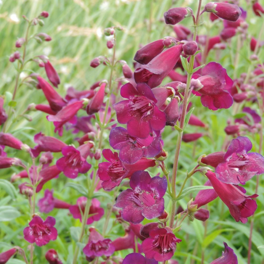 Plantes Vivaces PENSTEMON 'Blackbird' - Galane en vente - Pépinière Lepage .