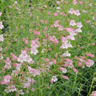 Plantes Vivaces PENSTEMON 'Evelyn' - Galane en vente - Pépinière Lepage .
