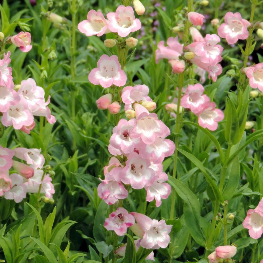 Plantes Vivaces PENSTEMON 'Fujiyama' - Galane en vente - Pépinière Lepage .