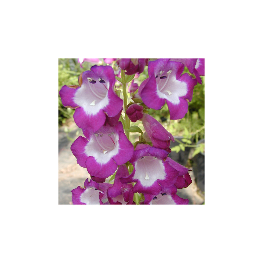 Plantes Vivaces PENSTEMON 'Gloire des Quatre Rues' - Galane en vente - Pépinière Lepage .