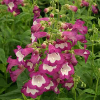Plantes Vivaces PENSTEMON 'Gloire des Quatre Rues' - Galane en vente - Pépinière Lepage .