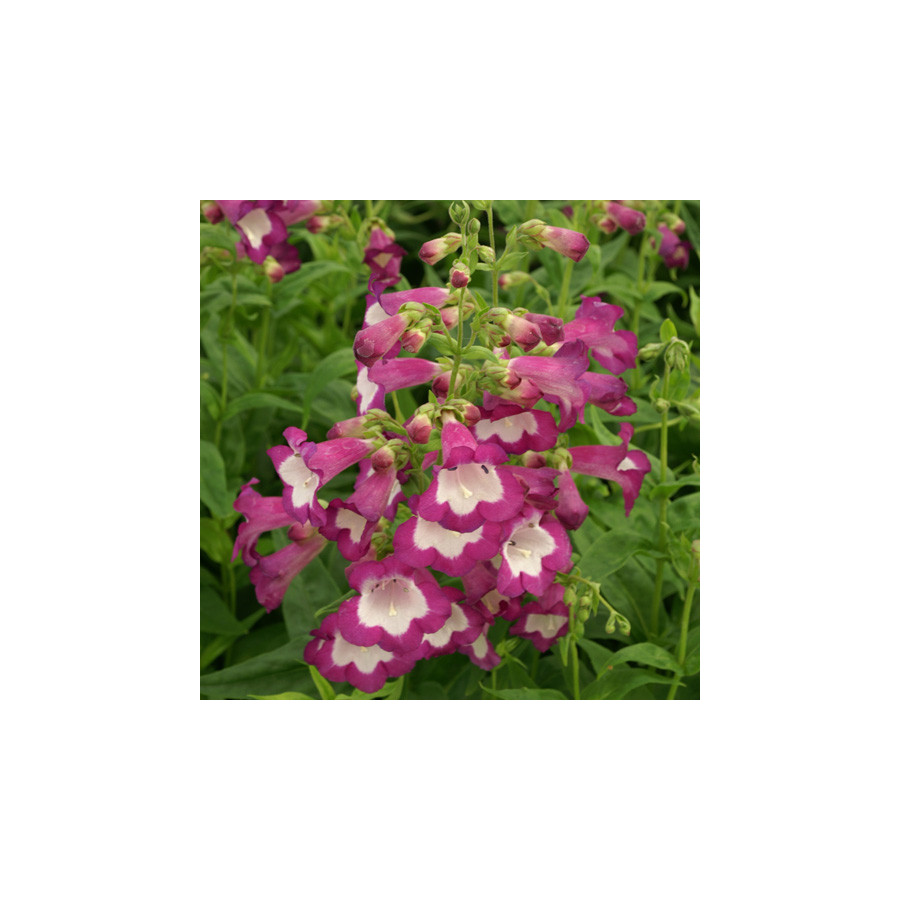 Plantes Vivaces PENSTEMON 'Gloire des Quatre Rues' - Galane en vente - Pépinière Lepage .