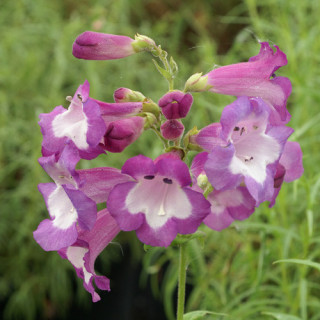 Plantes Vivaces PENSTEMON 'Gloire des Quatre Rues' - Galane en vente - Pépinière Lepage .
