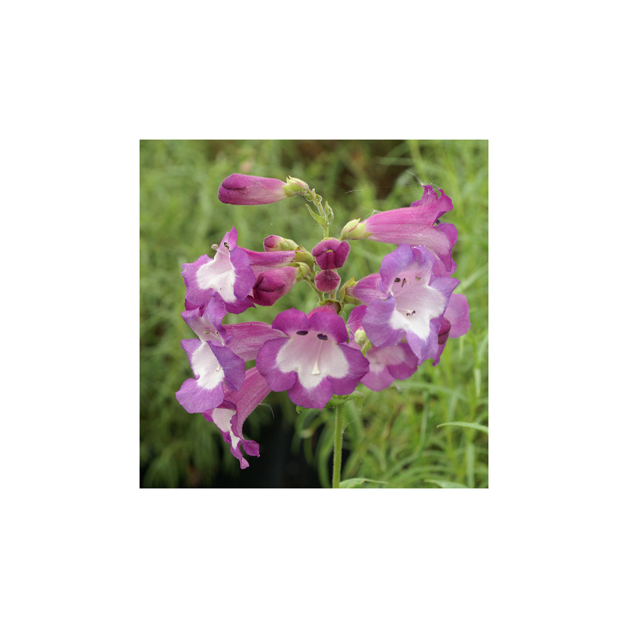 Plantes Vivaces PENSTEMON 'Gloire des Quatre Rues' - Galane en vente - Pépinière Lepage .