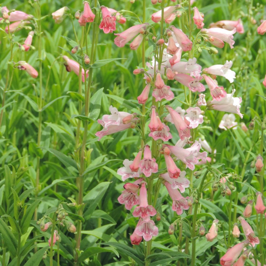 Plantes Vivaces PENSTEMON 'Hewell Pink Bedder' - Galane en vente - Pépinière Lepage .