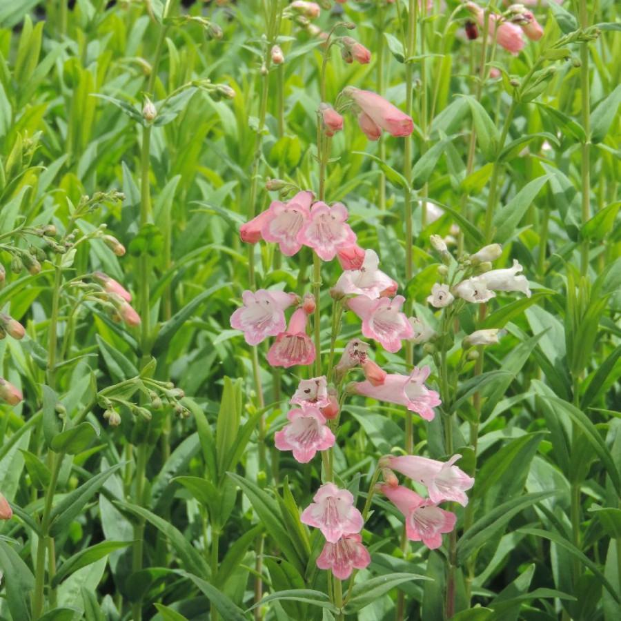 Plantes Vivaces PENSTEMON 'Hewell Pink Bedder' - Galane en vente - Pépinière Lepage .