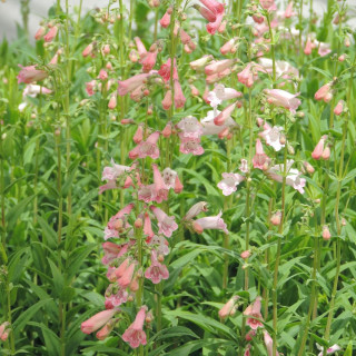 Plantes Vivaces PENSTEMON 'Hewell Pink Bedder' - Galane en vente - Pépinière Lepage .