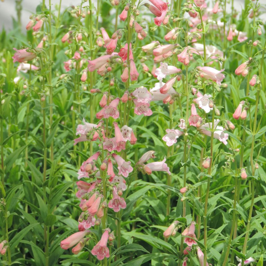Plantes Vivaces PENSTEMON 'Hewell Pink Bedder' - Galane en vente - Pépinière Lepage .